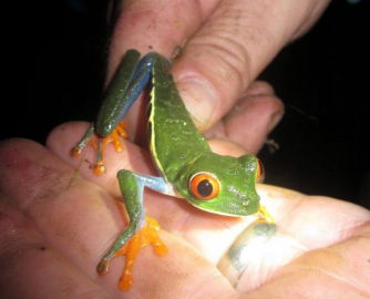 Dr. Price holding a red-eyed tree frog in Costa Rica